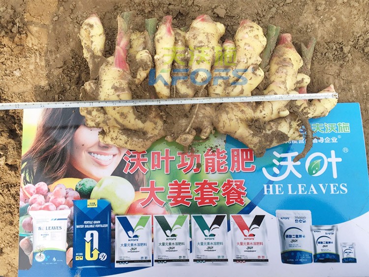 水溶肥用量少，可是效果卻很好！