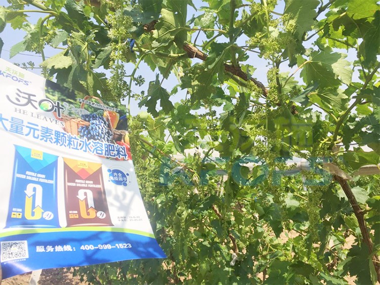 葡萄抽梢粗細不齊，如何搭配水溶肥調理？