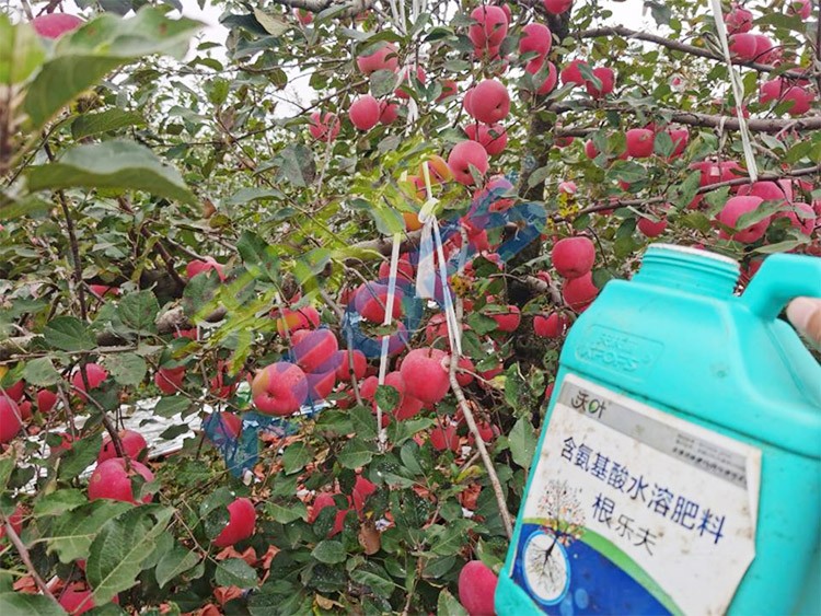 蘋果樹用什么生根肥好？看看這款！