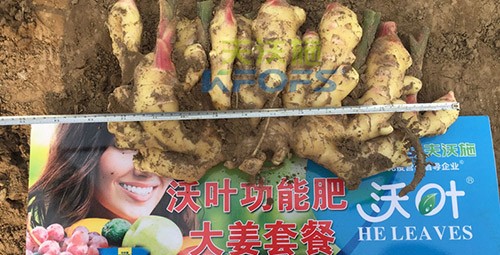 水溶肥用量少，可是效果卻很好！
