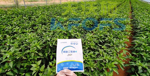磷酸二氫鉀不好用？那是因?yàn)闆]選對(duì)！