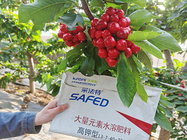 大櫻桃用什么水溶肥又大又甜？
