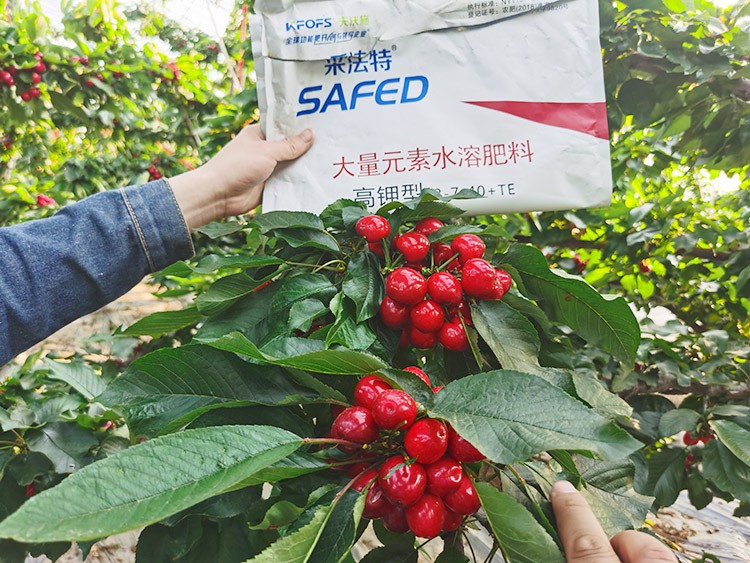 大櫻桃用什么水溶肥又大又甜？