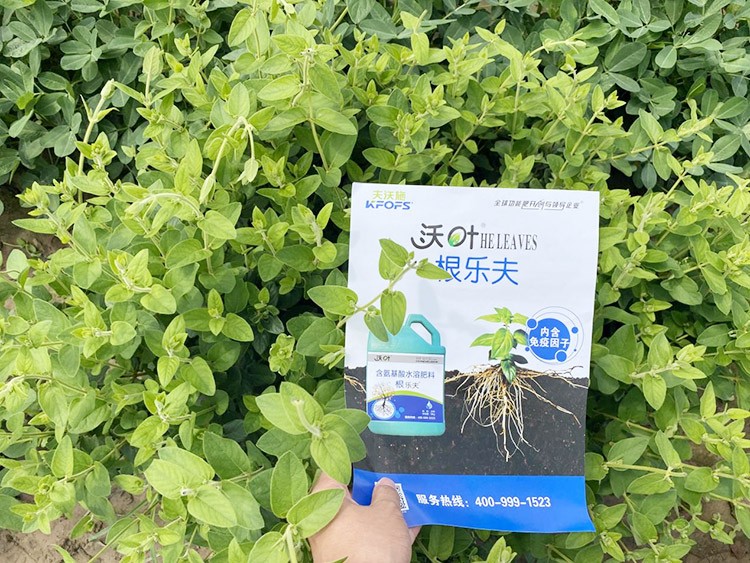水溶肥這樣搭配使用，解決金銀花根腐黃化