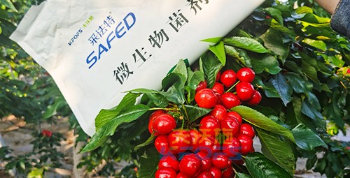 進(jìn)口水溶肥怎么選？參考這三點(diǎn)就夠了！