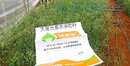 進(jìn)口水溶肥以色列的哪家好？