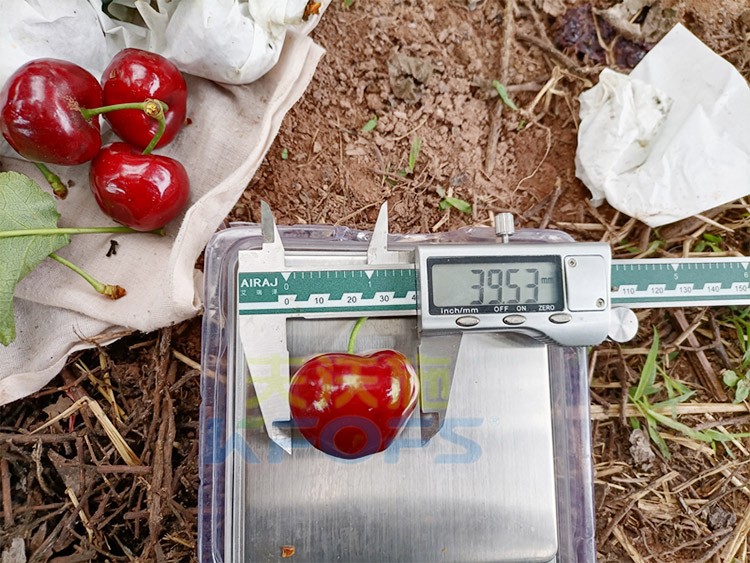 效果好的進(jìn)口水溶肥，來看這款！