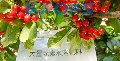 大量元素水溶肥為什么都說(shuō)進(jìn)口的好？