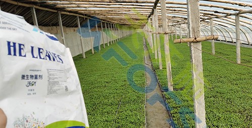 微生物菌劑廠家哪家好？