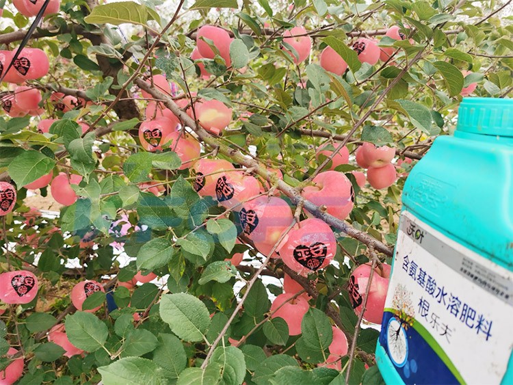 沃葉水溶肥效果怎么樣？怎么購買？