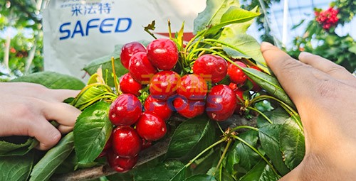 水溶肥用對(duì)了，果大果多品質(zhì)好！
