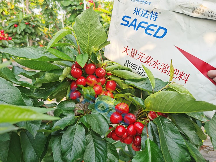 水溶肥用對了，果大果多品質(zhì)好！