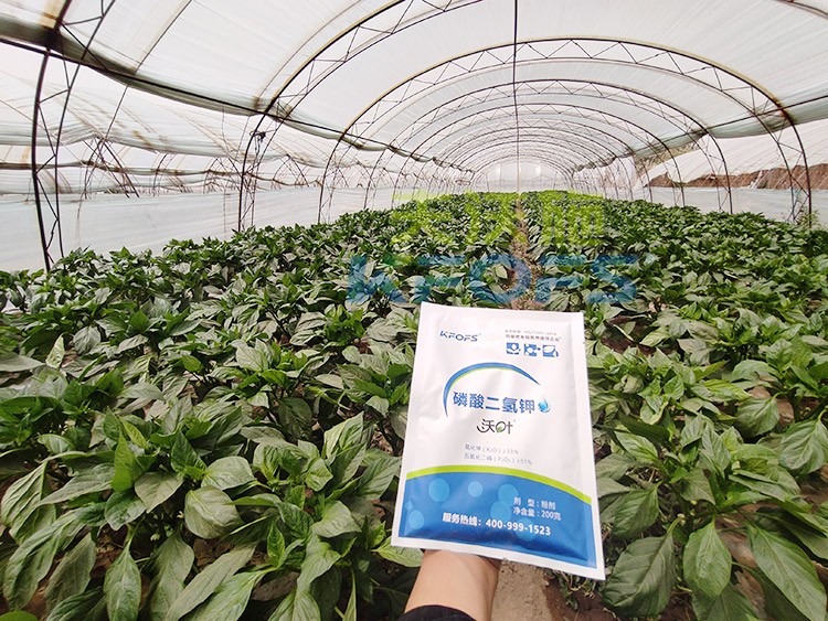 磷酸二氫鉀的正規(guī)廠家是什么樣的？
