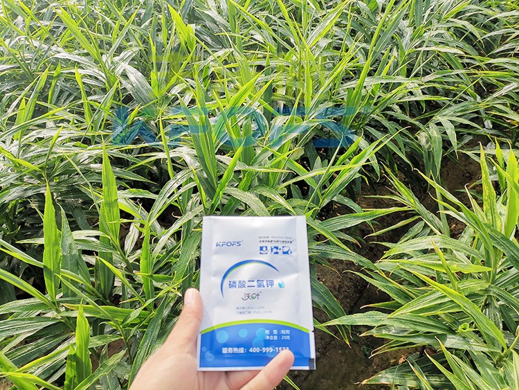 磷酸二氫鉀選這個(gè)品牌，不會(huì)錯(cuò)！