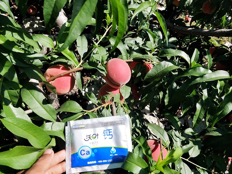 果樹補鈣用什么鈣肥好？