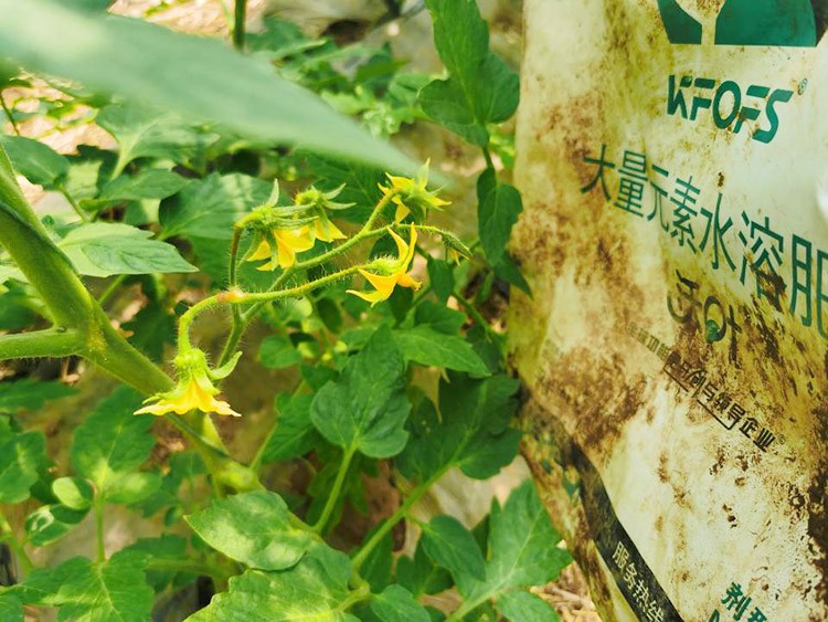 水溶肥哪種的效果好？看完別說不知道了！