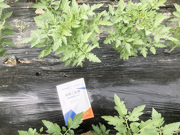 什么牌子的磷酸二氫鉀好？這個答案不要錯過！