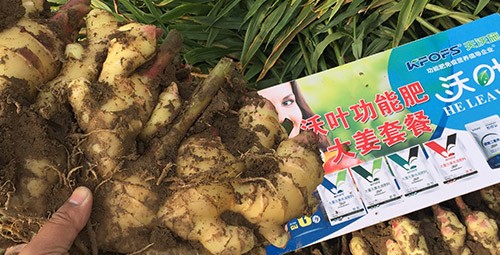 進(jìn)口水溶肥還不知道沃葉？虧大了！