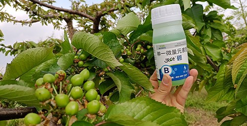 硼肥哪個品牌的好？這款不要錯過！