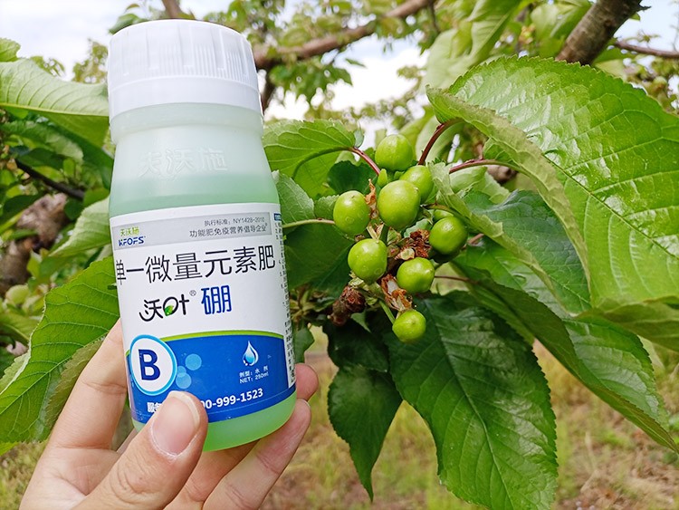 硼肥哪個品牌的好？這款不要錯過！