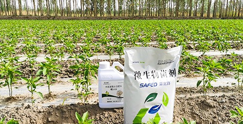 微生物菌肥哪家好？用效果說話！