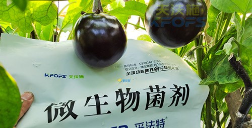 進(jìn)口水溶肥蔬菜上怎么用效果好？