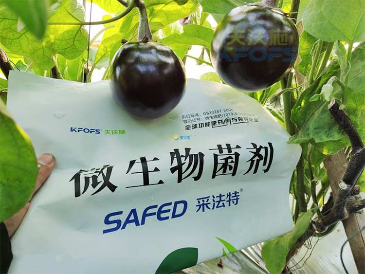 進(jìn)口水溶肥蔬菜上怎么用效果好？