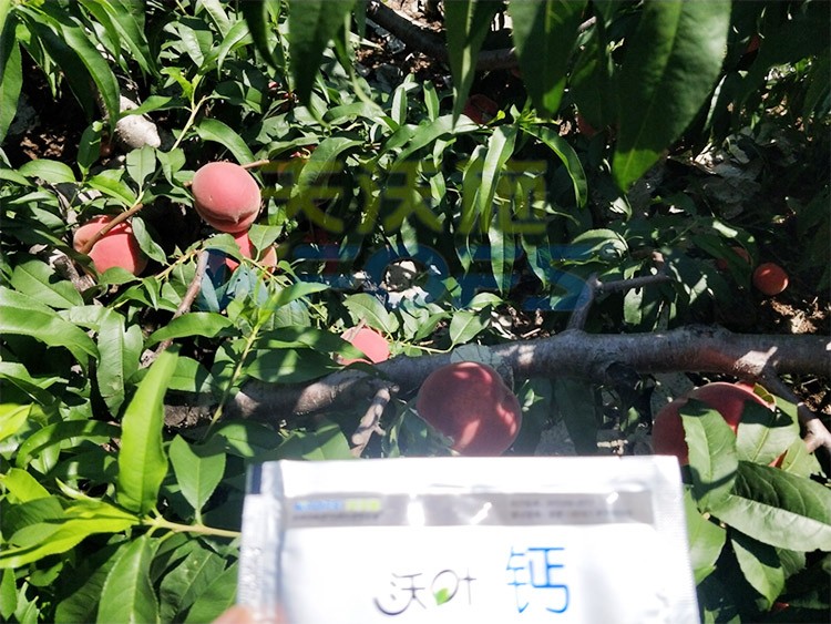 桃樹(shù)施什么肥料好，看這一篇就夠了！