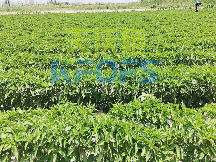 鋅肥是什么肥料？辣椒用有什么好處？