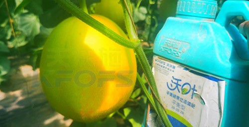 甜瓜用什么肥料更甜，你知道嗎？