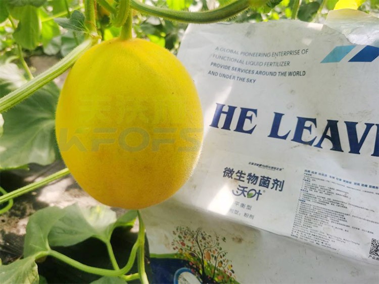 甜瓜用什么肥料更甜，你知道嗎？