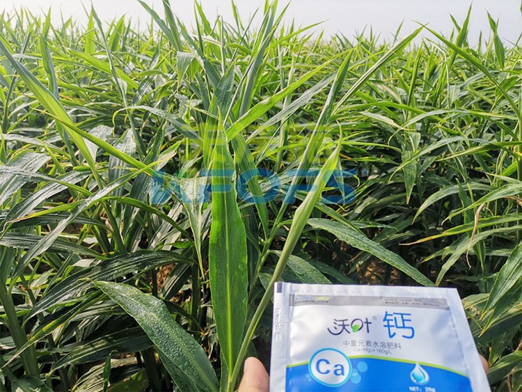 鈣肥為何在大姜上全程使用？