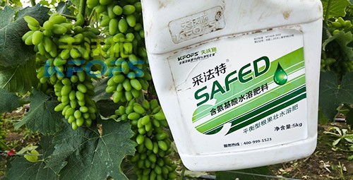 進(jìn)口水溶肥用這個，葡萄能增產(chǎn)