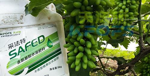 葡萄水溶肥品牌哪個好？案例告訴你！
