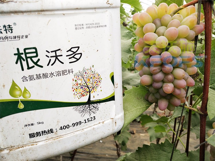 葡萄水溶肥品牌哪個好？案例告訴你！