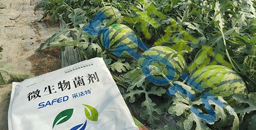 西瓜用微生物菌劑，能達(dá)到什么效果？