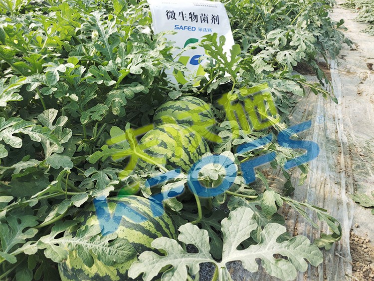 西瓜用微生物菌劑，能達(dá)到什么效果？
