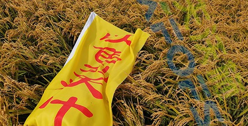 水稻用水溶肥，這三個(gè)方面的效果很明顯！