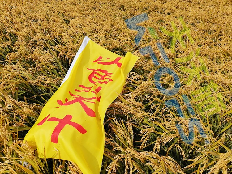 水稻用水溶肥，這三個(gè)方面的效果很明顯！
