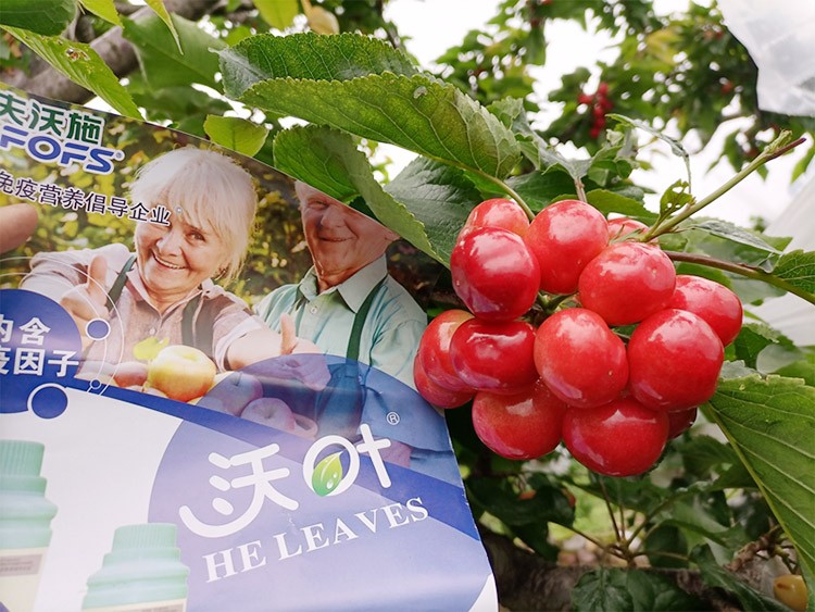 果樹葉面肥哪個(gè)品牌好？