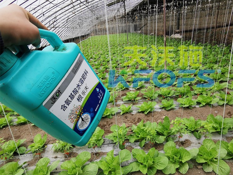 蔬菜用進口水溶肥，有什么突出效果？