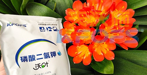 花卉用這款磷酸二氫鉀，效果不一般！