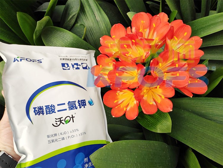 花卉用這款磷酸二氫鉀，效果不一般！