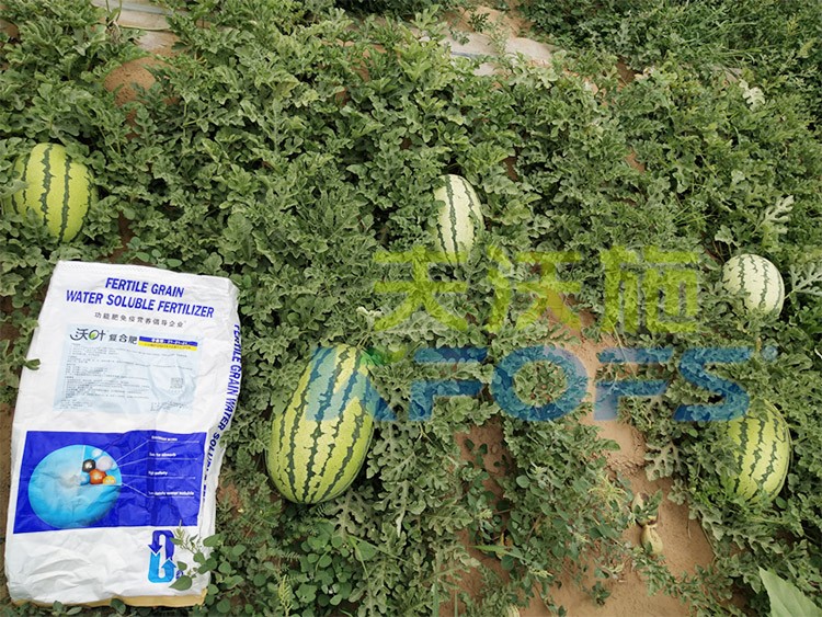 西瓜用什么進(jìn)口水溶肥好？