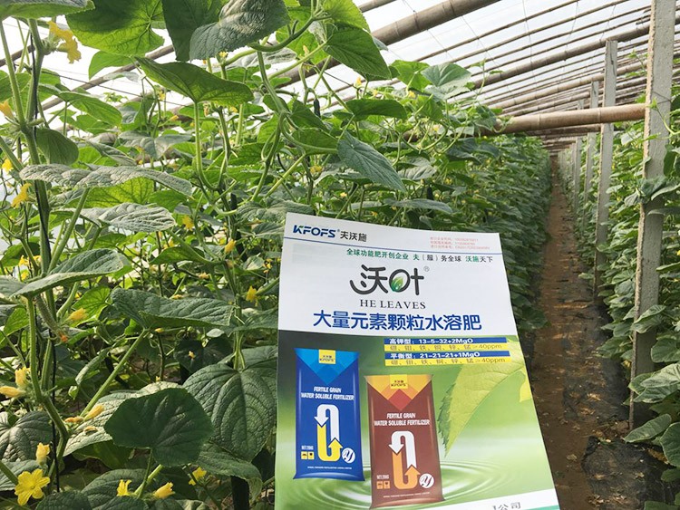 黃瓜用這樣的水溶肥，產(chǎn)量就是高！