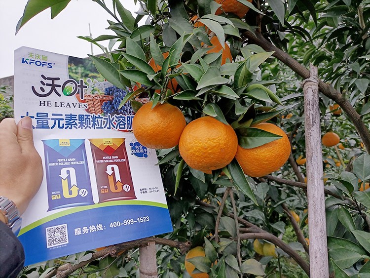 果樹(shù)水溶肥什么牌子好？