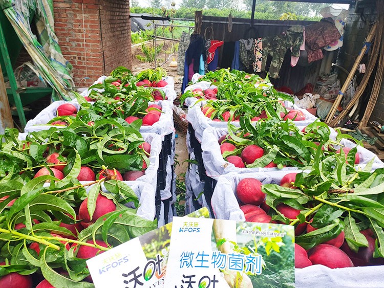 桃樹(shù)用什么肥料好？且看這篇！