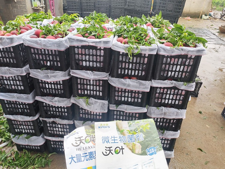 桃樹(shù)用什么肥料好？且看這篇！