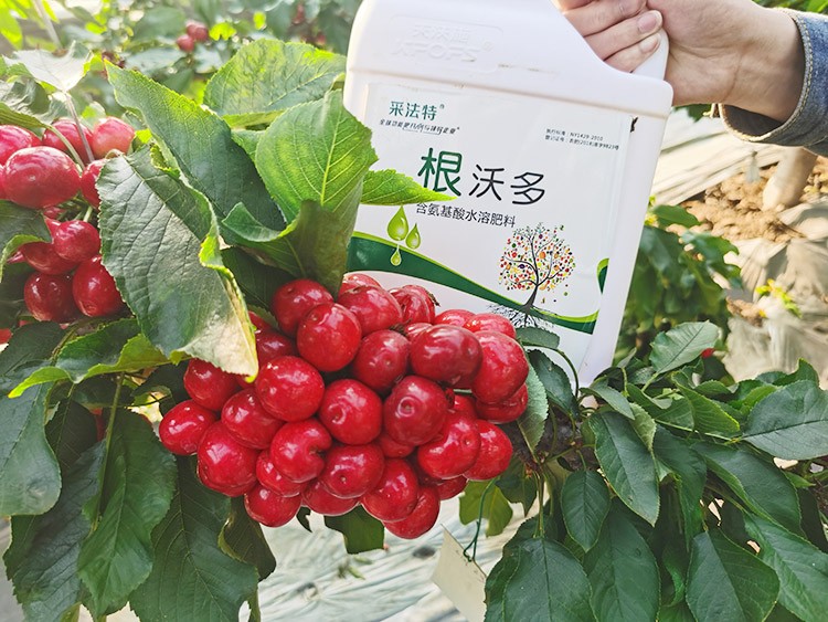 大櫻桃水溶肥廠家哪家好？這樣的才更可靠！