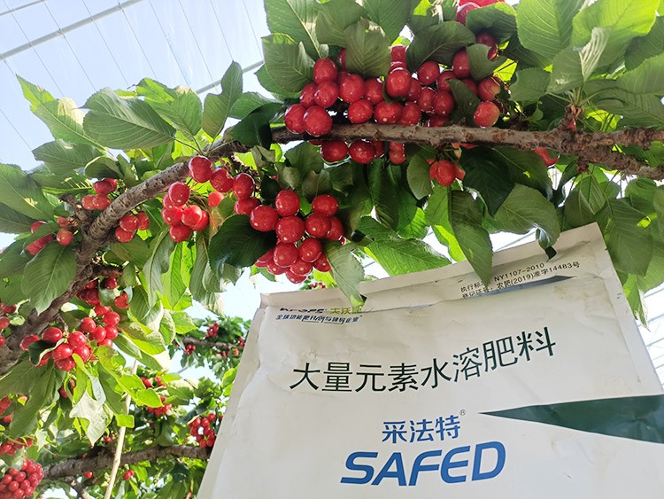 大櫻桃水溶肥廠家哪家好？這樣的才更可靠！